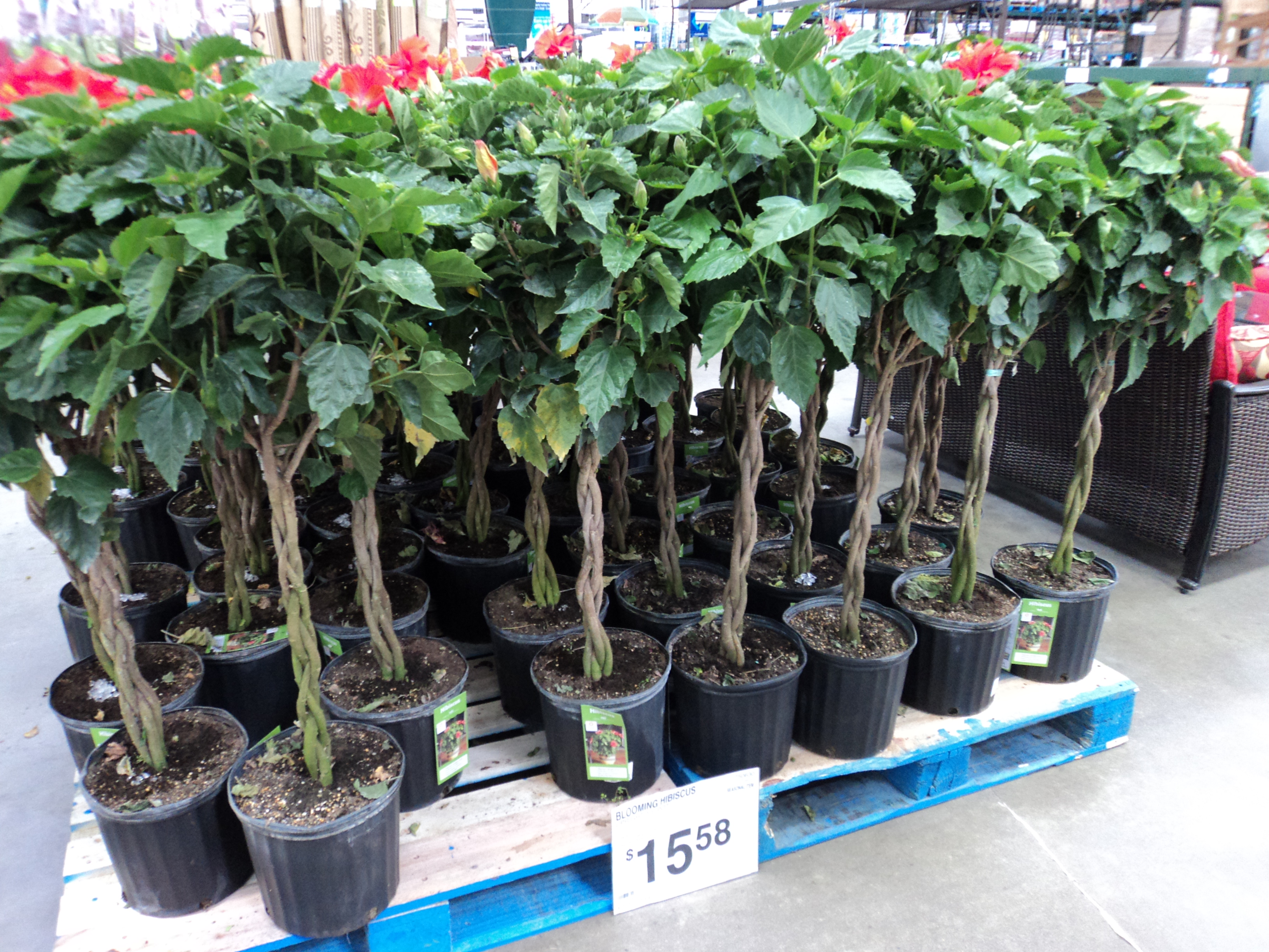 hibiscus trees at sam's club