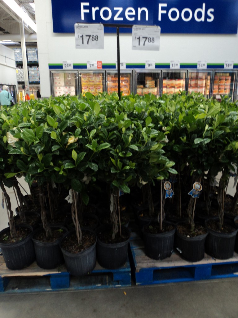 sam's club plants