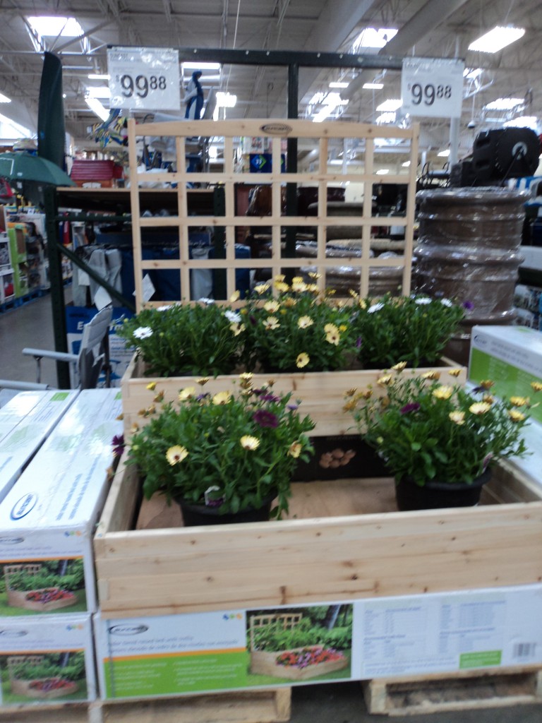 sam's club gardening plants sam's club gardening plants