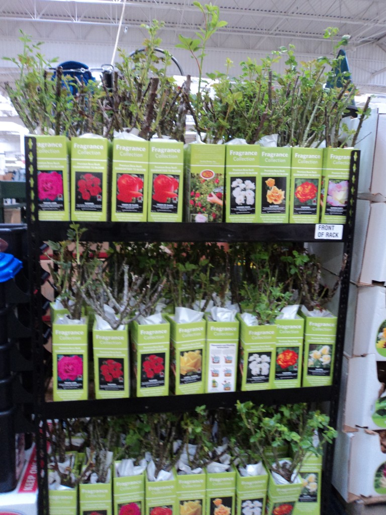 sam's club gardening plants sam's club gardening plants