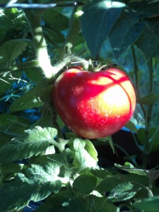 tomato garden